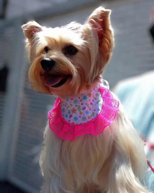 Cliente canino da Miny Pet Shop após o cuidado