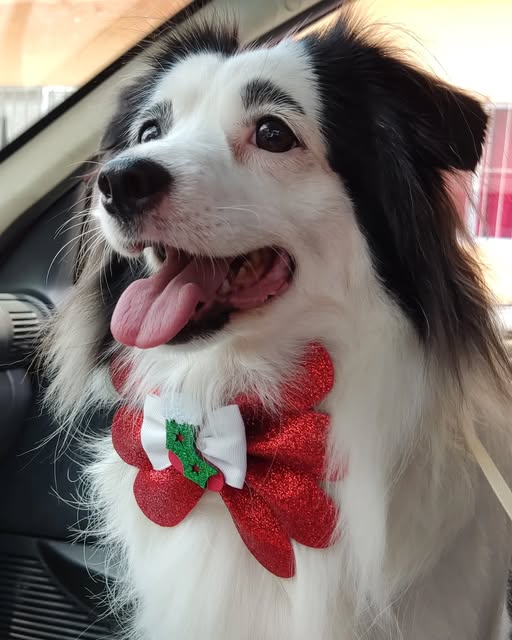 Cliente canino da Miny Pet Shop com acessório festivo