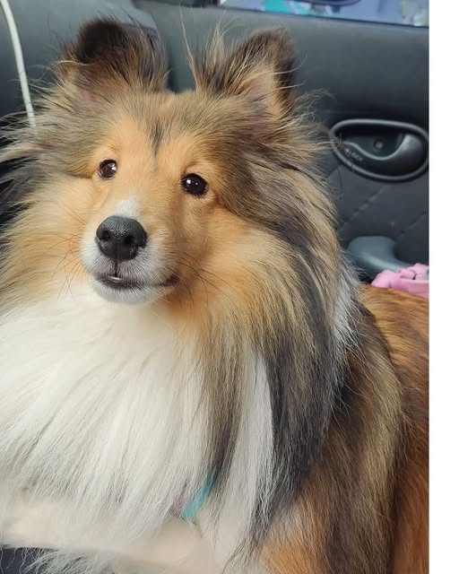 Cliente canino da Miny Pet Shop